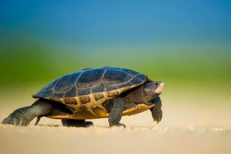 Giải mã giấc mộng về rùa là điềm may hay điềm xui